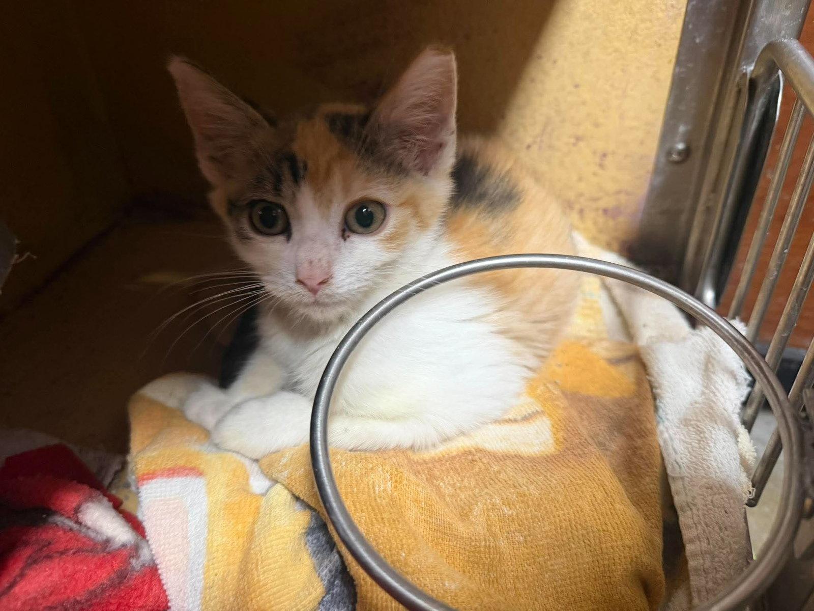 Enlarge Cleo, a Adoptable Domestic Short Hair in Maple Heights, OH image 1/2