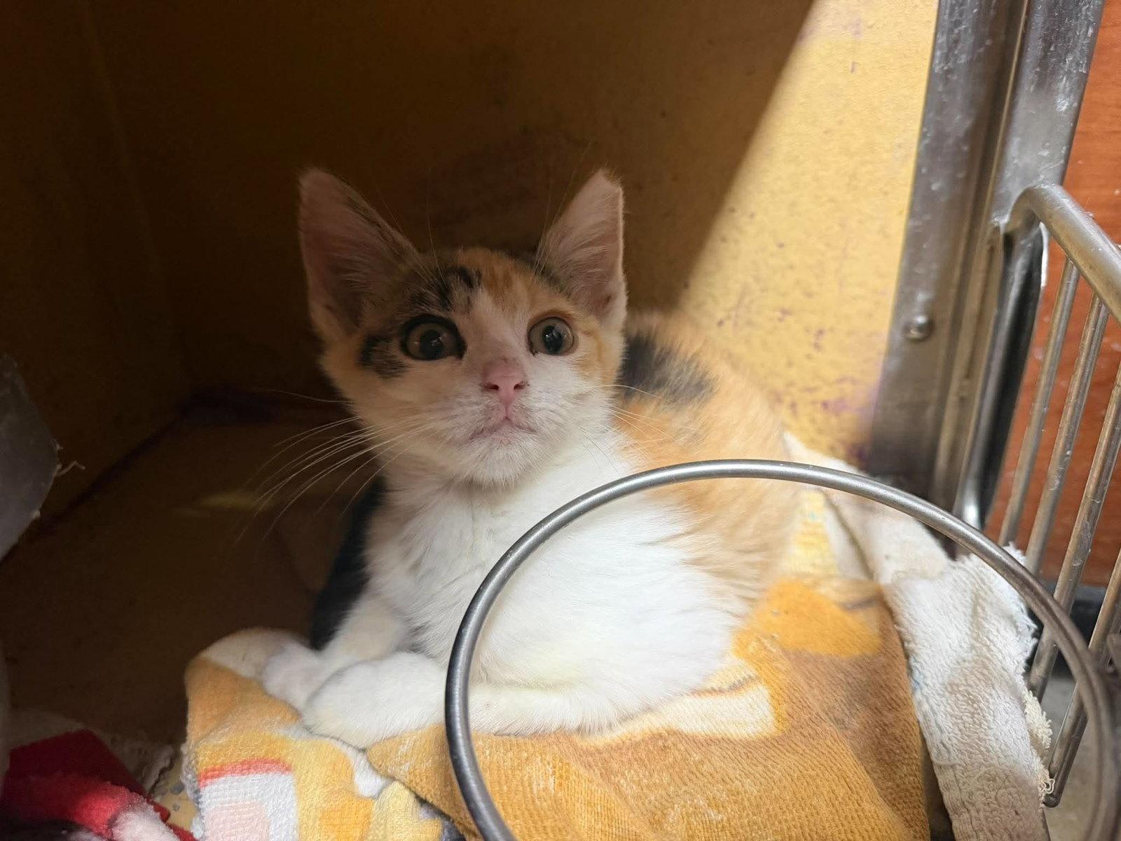 Enlarge Cleo, a Adoptable Domestic Short Hair in Maple Heights, OH image 2/2