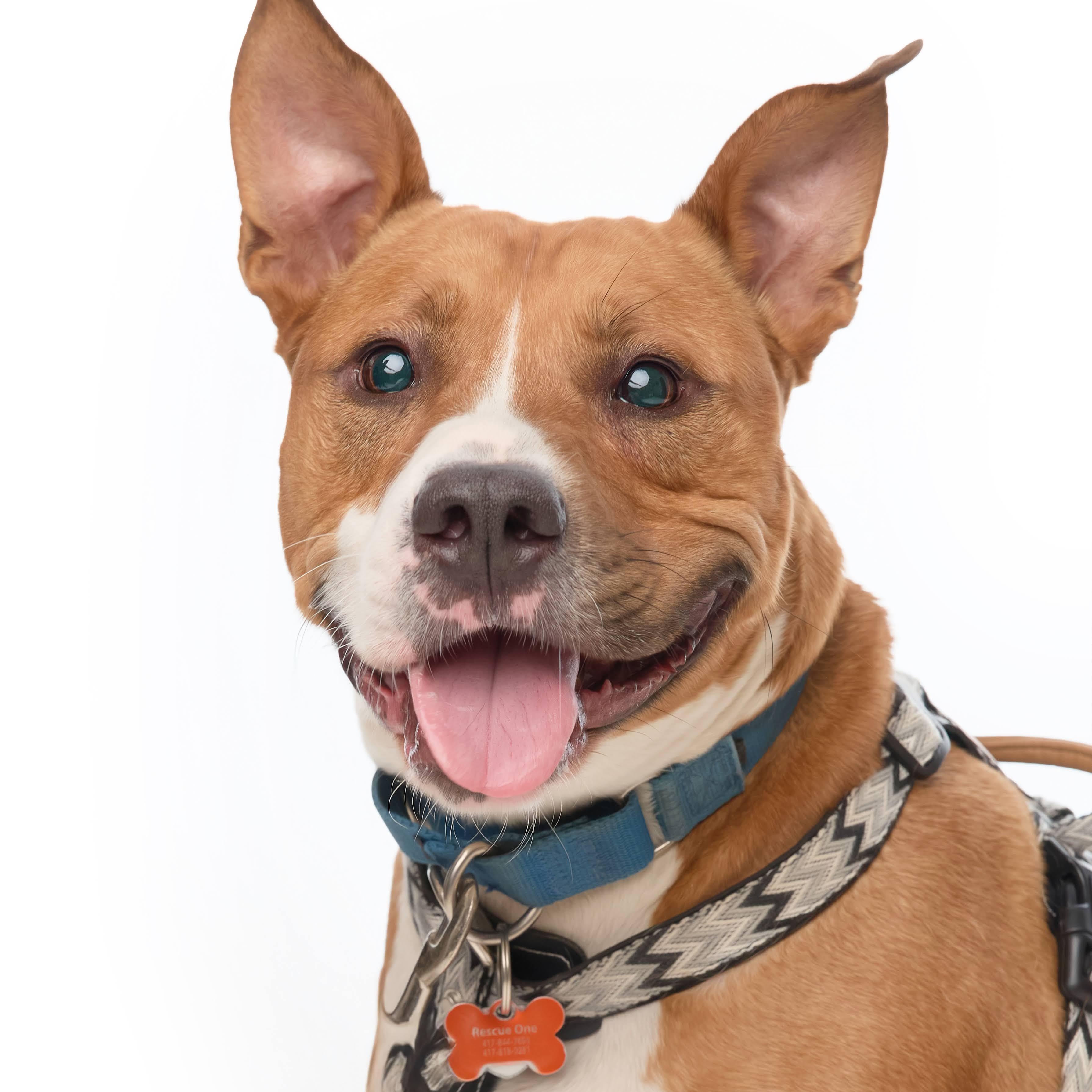 Jett --- Pups for Parol Graduate, Adult Male Pit Bull Terrier