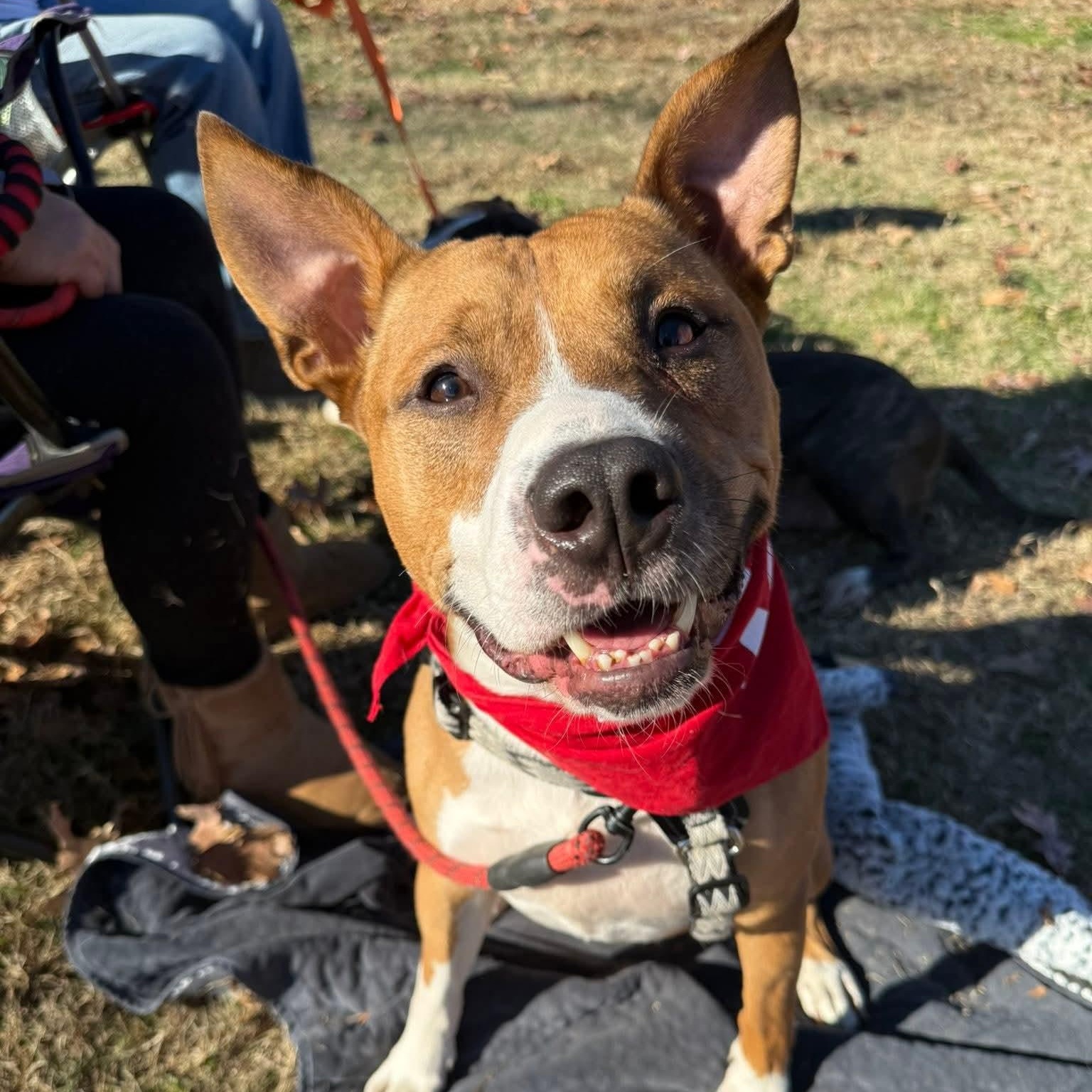 Jett --- Pups for Parol Graduate — thumbnail 2