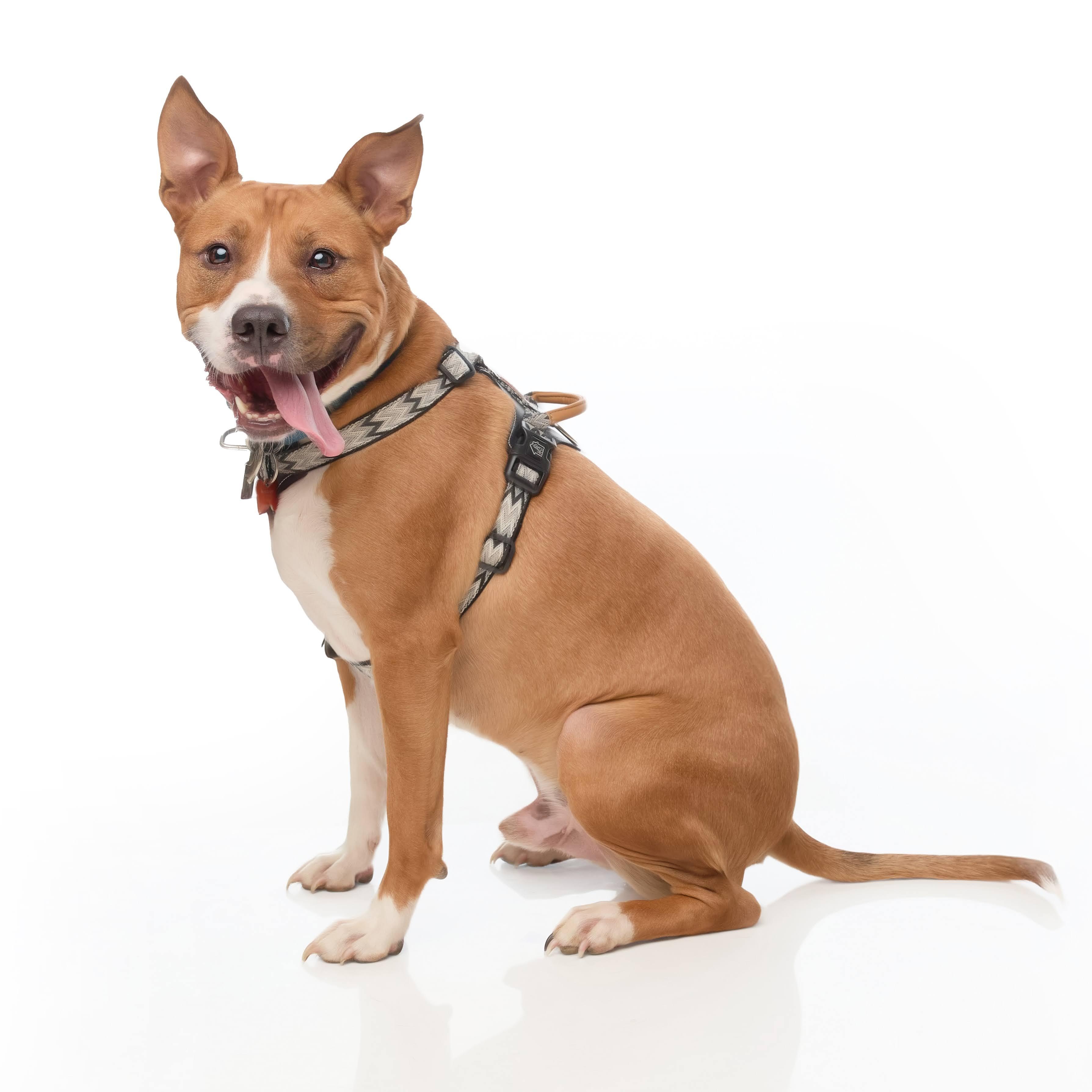 Jett --- Pups for Parol Graduate photo 3