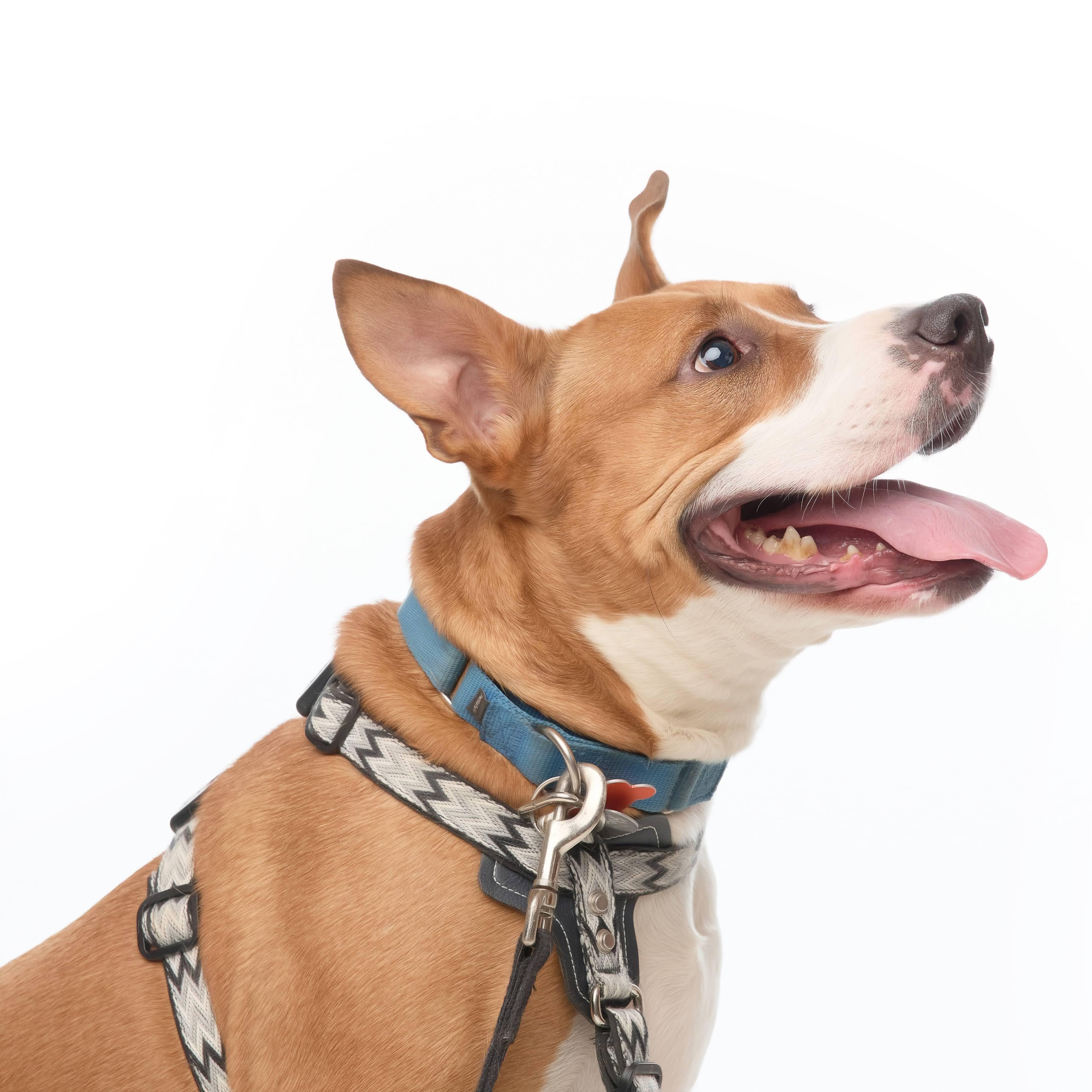 Jett --- Pups for Parol Graduate photo 6