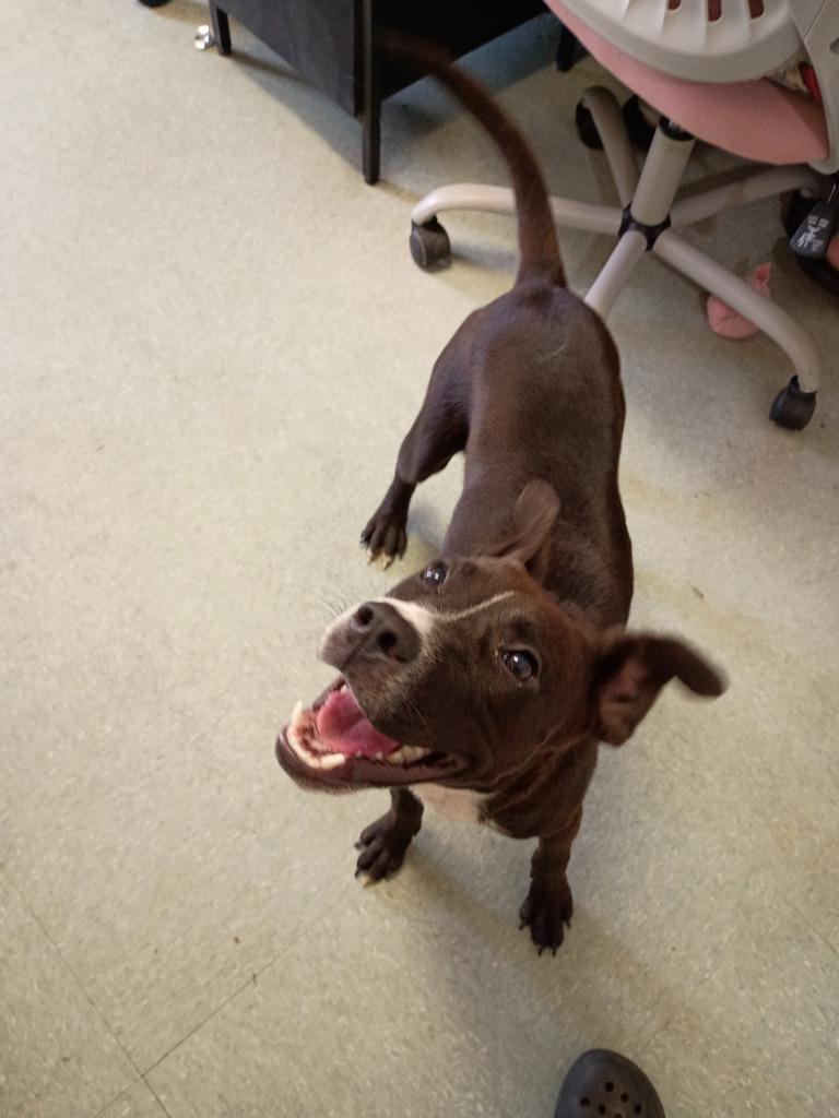 Melody, Adoptable, Young Female Mountain Cur & Mixed Breed.