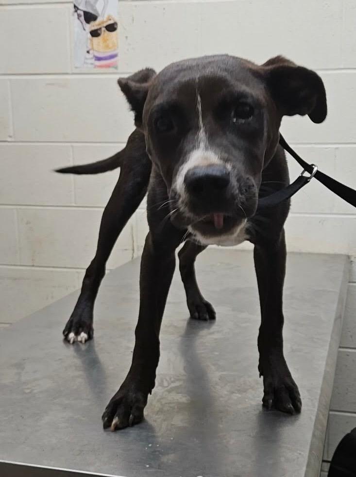 Enlarge Melody, a Adoptable mixed breed in Albany, GA image 2/6
