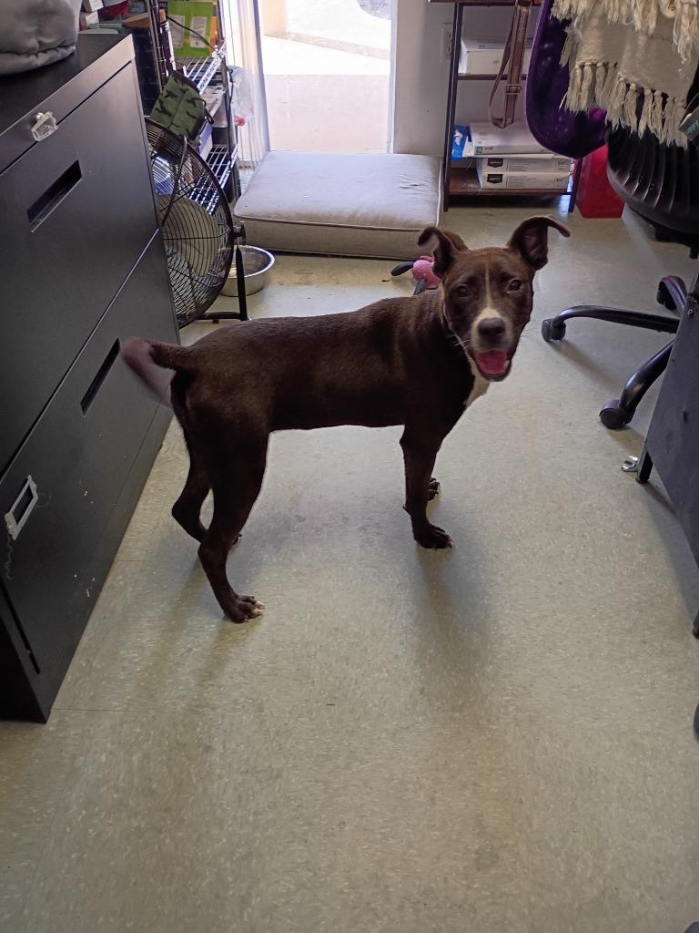 Enlarge Melody, a Adoptable mixed breed in Albany, GA image 4/6