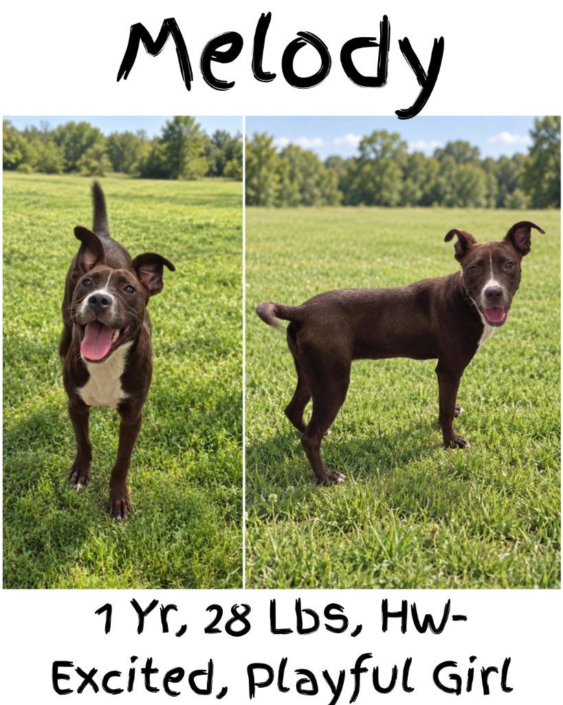 Enlarge Melody, a Adoptable mixed breed in Albany, GA image 5/6