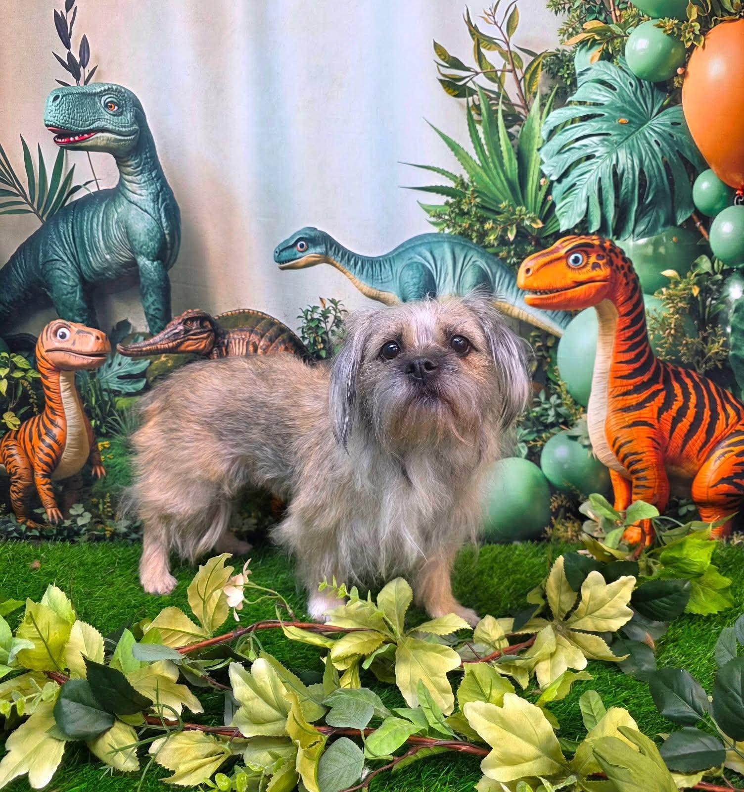 Breve, an adopted Shih Tzu in Phoenix, AZ image 3/3