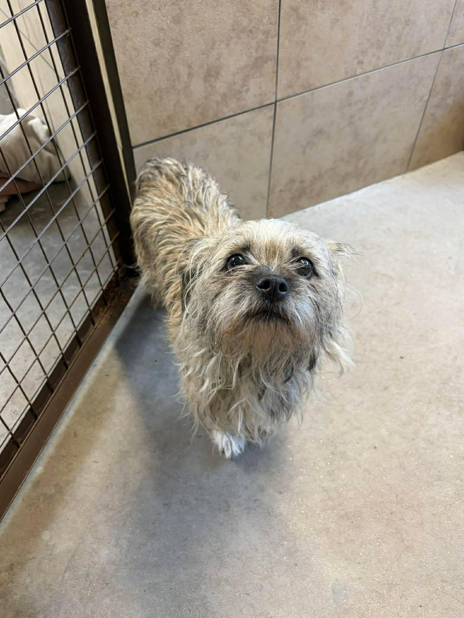 Breve, an adopted Shih Tzu in Phoenix, AZ image 2/3