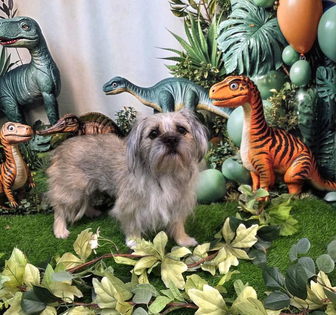 Breve, an adopted Shih Tzu in Phoenix, AZ image 1/3
