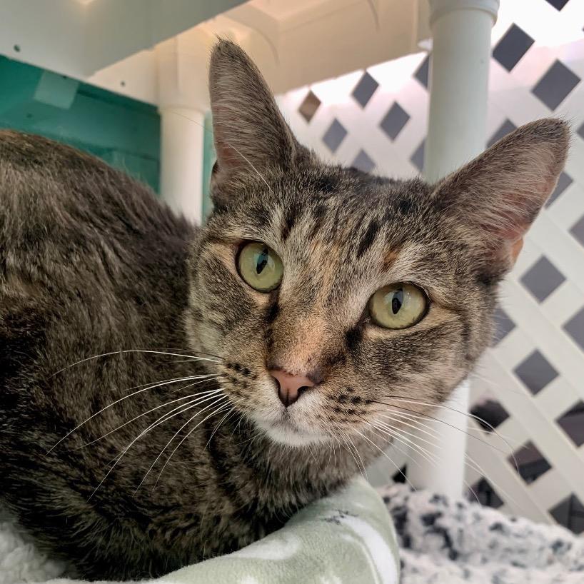 Lil Bit, Adoptable, Senior Female Domestic Short Hair.