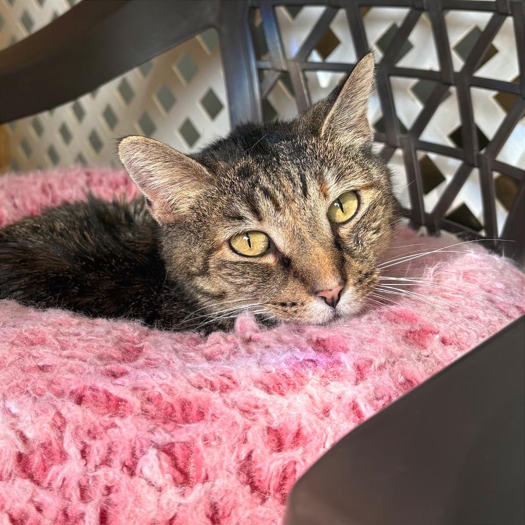 Enlarge Lil Bit, a Adoptable Domestic Short Hair in Fort Lauderdale, FL image 2/6