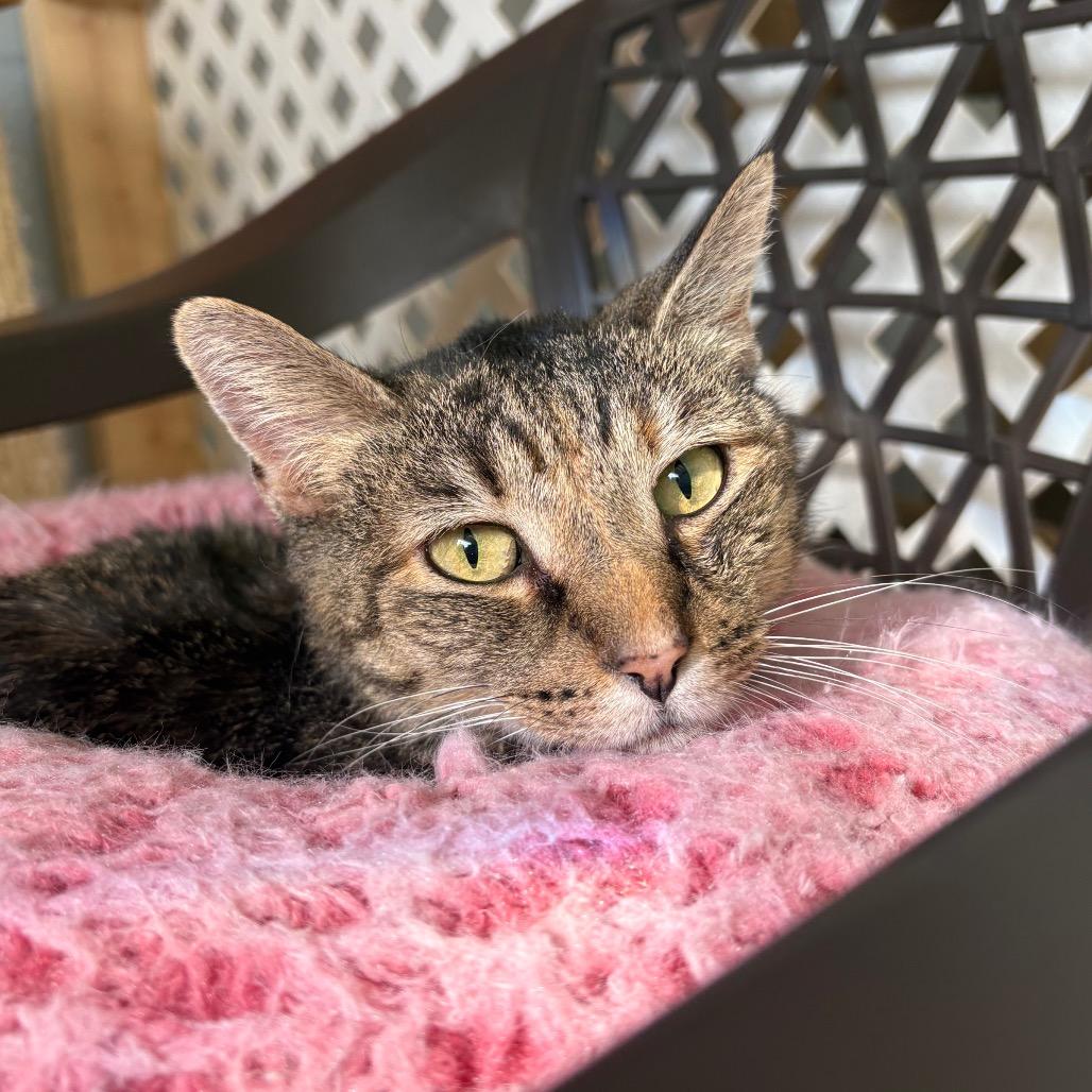 Enlarge Lil Bit, a Adoptable Domestic Short Hair in Fort Lauderdale, FL image 3/6