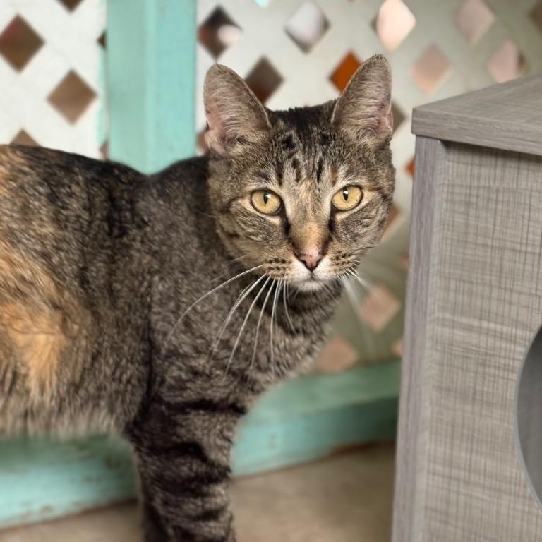 Enlarge Lil Bit, a Adoptable Domestic Short Hair in Fort Lauderdale, FL image 4/6