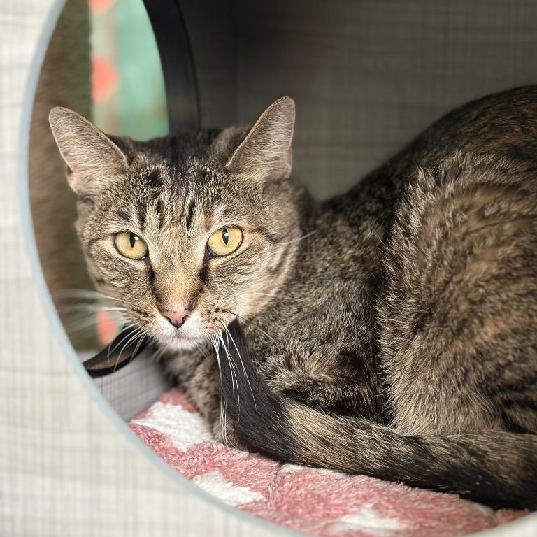 Enlarge Lil Bit, a Adoptable Domestic Short Hair in Fort Lauderdale, FL image 5/6