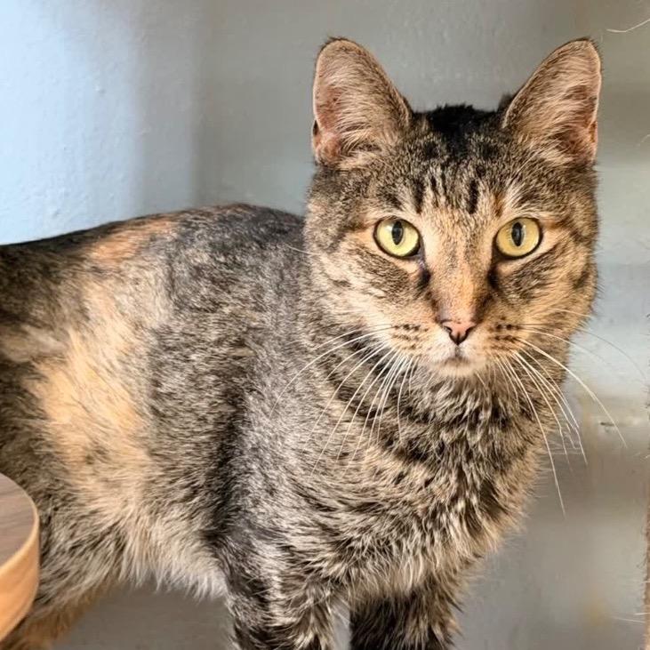 Enlarge Lil Bit, a Adoptable Domestic Short Hair in Fort Lauderdale, FL image 6/6