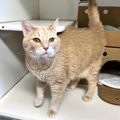 Enlarge Angel, a Adoptable Domestic Short Hair in Novelty, OH image 1/4
