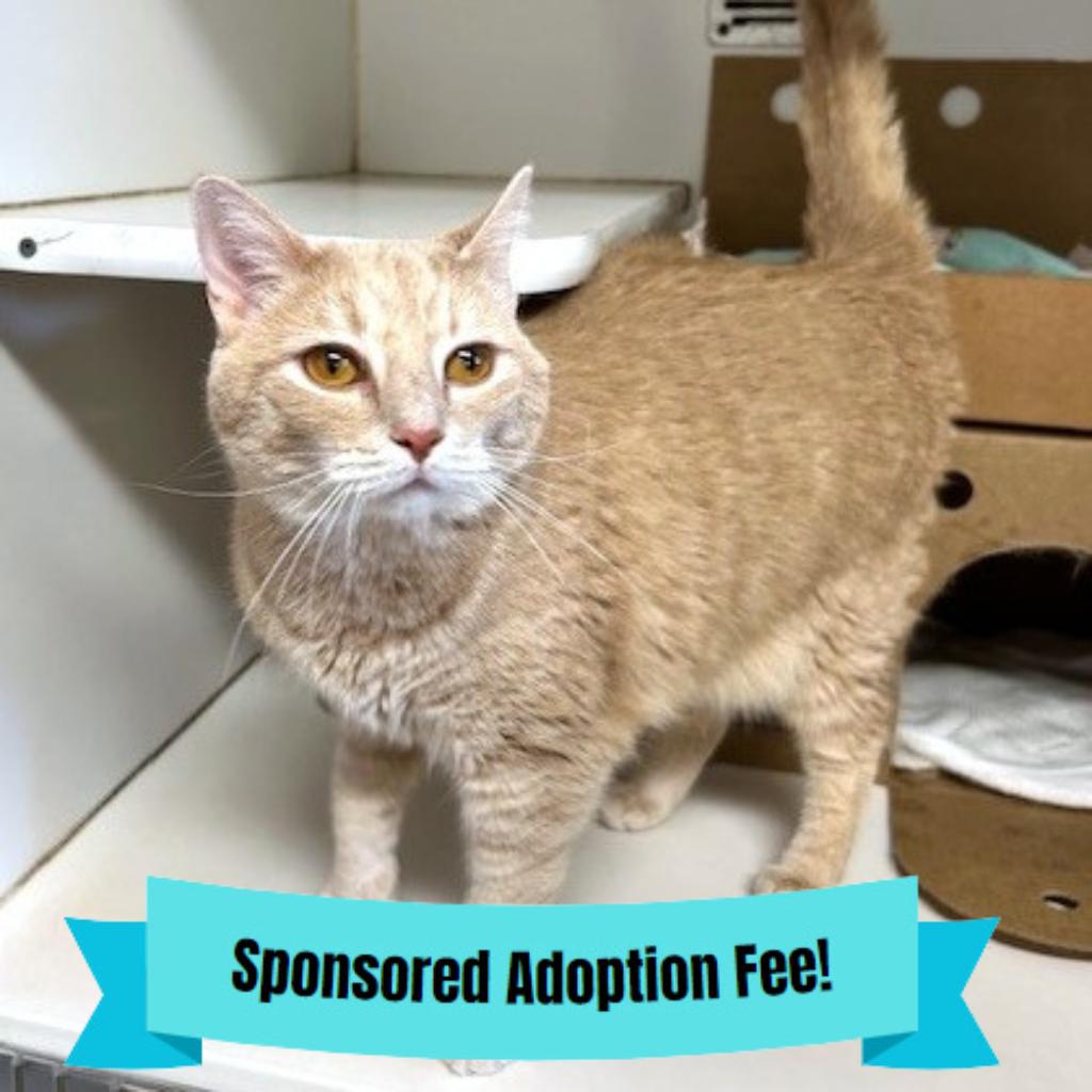Enlarge Angel, a Adoptable Domestic Short Hair in Novelty, OH image 2/4