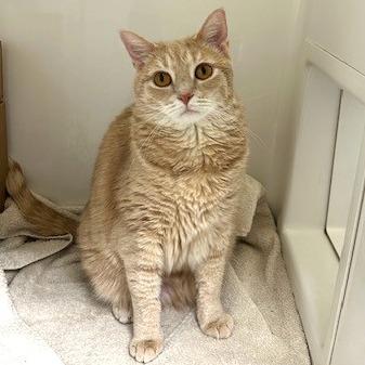 Enlarge Angel, a Adoptable Domestic Short Hair in Novelty, OH image 3/4