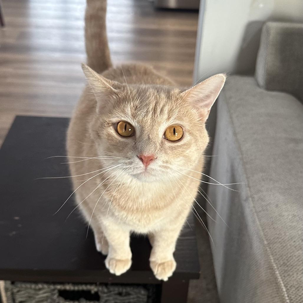 Enlarge Angel, a Adoptable Domestic Short Hair in Novelty, OH image 4/4