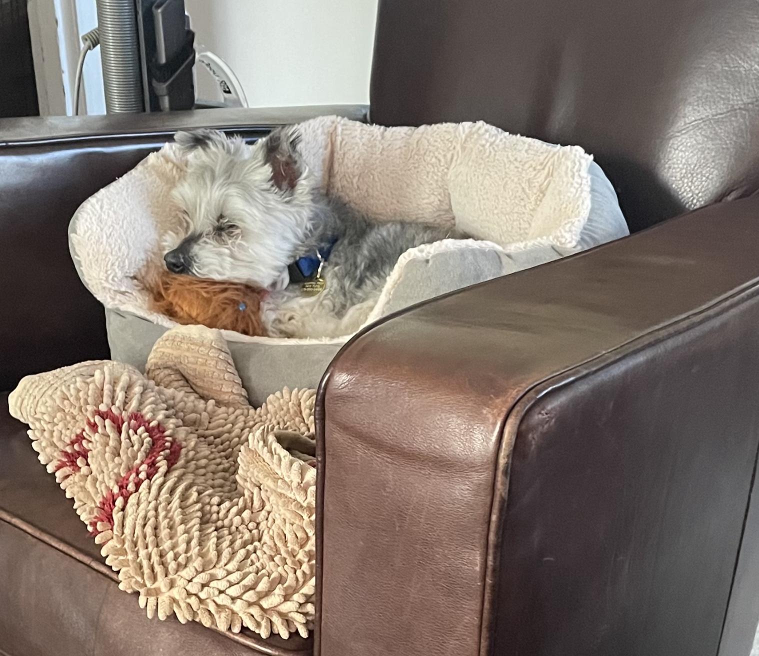 Enlarge Henry, a Adoptable mixed breed in Emeryville, CA image 1/3