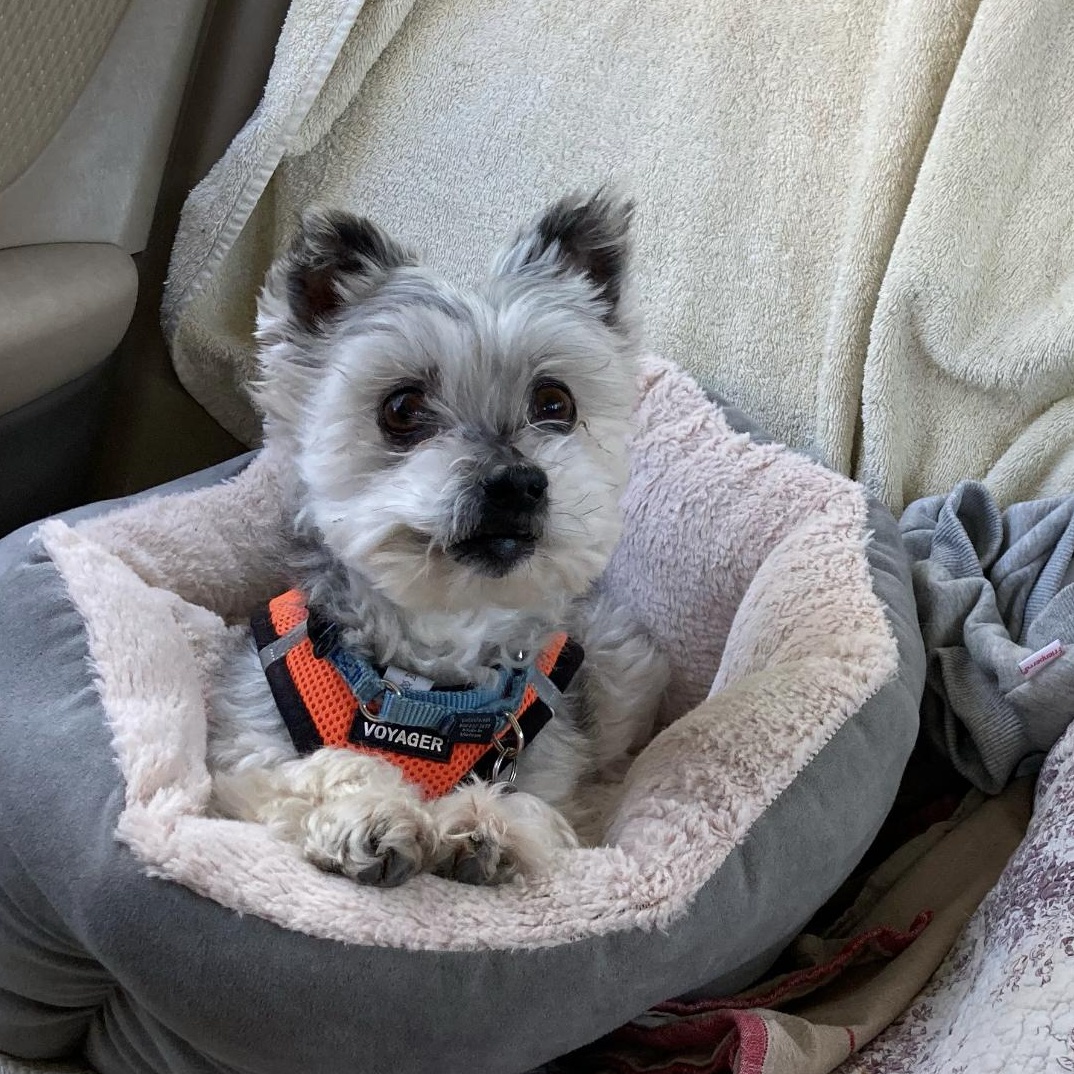 Enlarge Henry, a Adoptable mixed breed in Emeryville, CA image 2/3