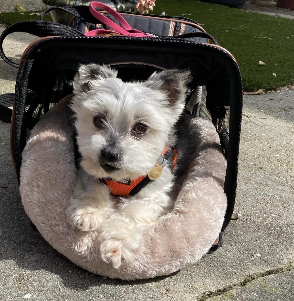 Enlarge Henry, a Adoptable mixed breed in Emeryville, CA image 3/3