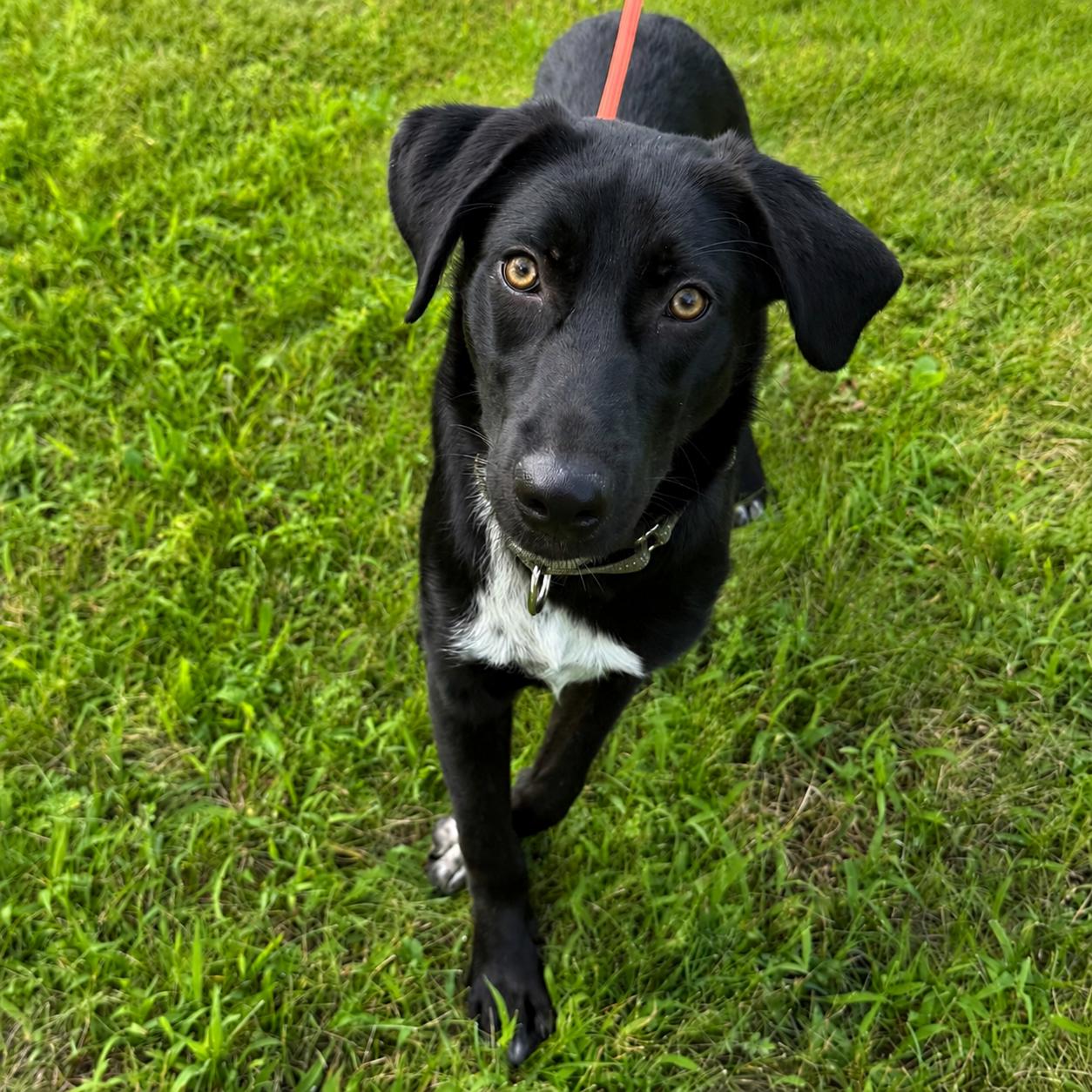 Enlarge Lulu, an adopted mixed breed in Libertyville, IL image 6/6