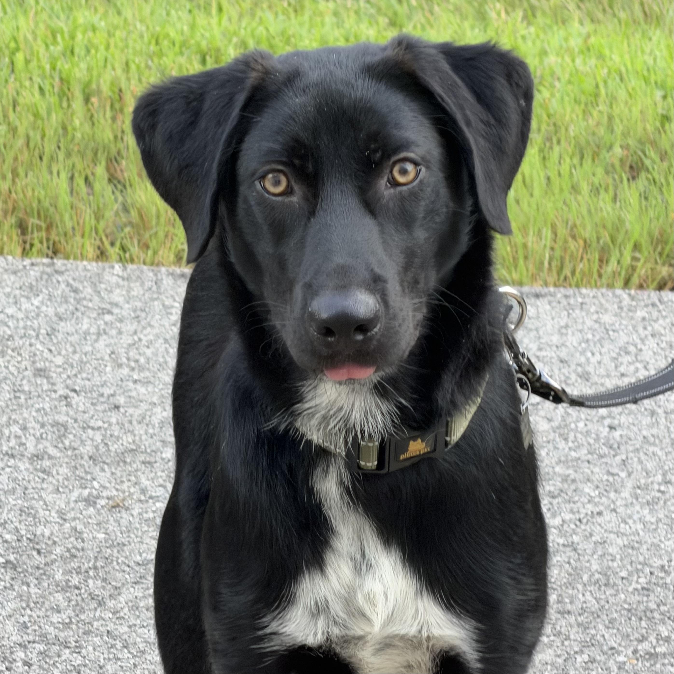 Enlarge Lulu, an adopted mixed breed in Libertyville, IL image 5/6