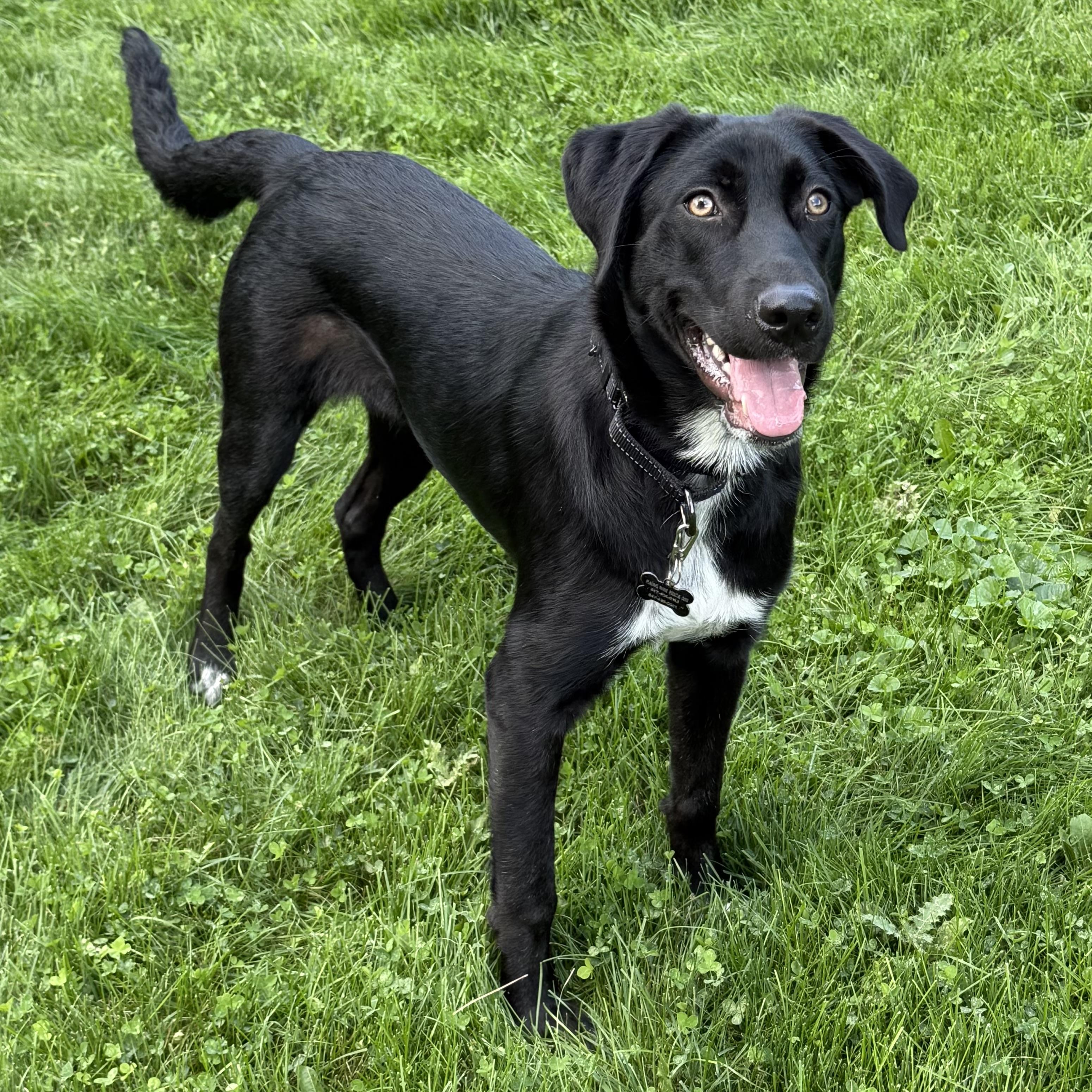 Enlarge Lulu, an adopted mixed breed in Libertyville, IL image 2/6
