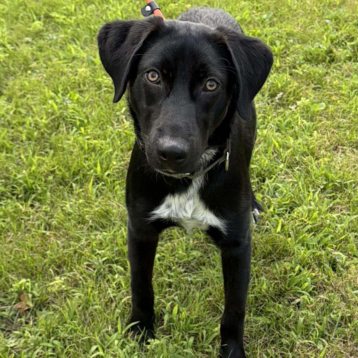Enlarge Lulu, an adopted mixed breed in Libertyville, IL image 4/6