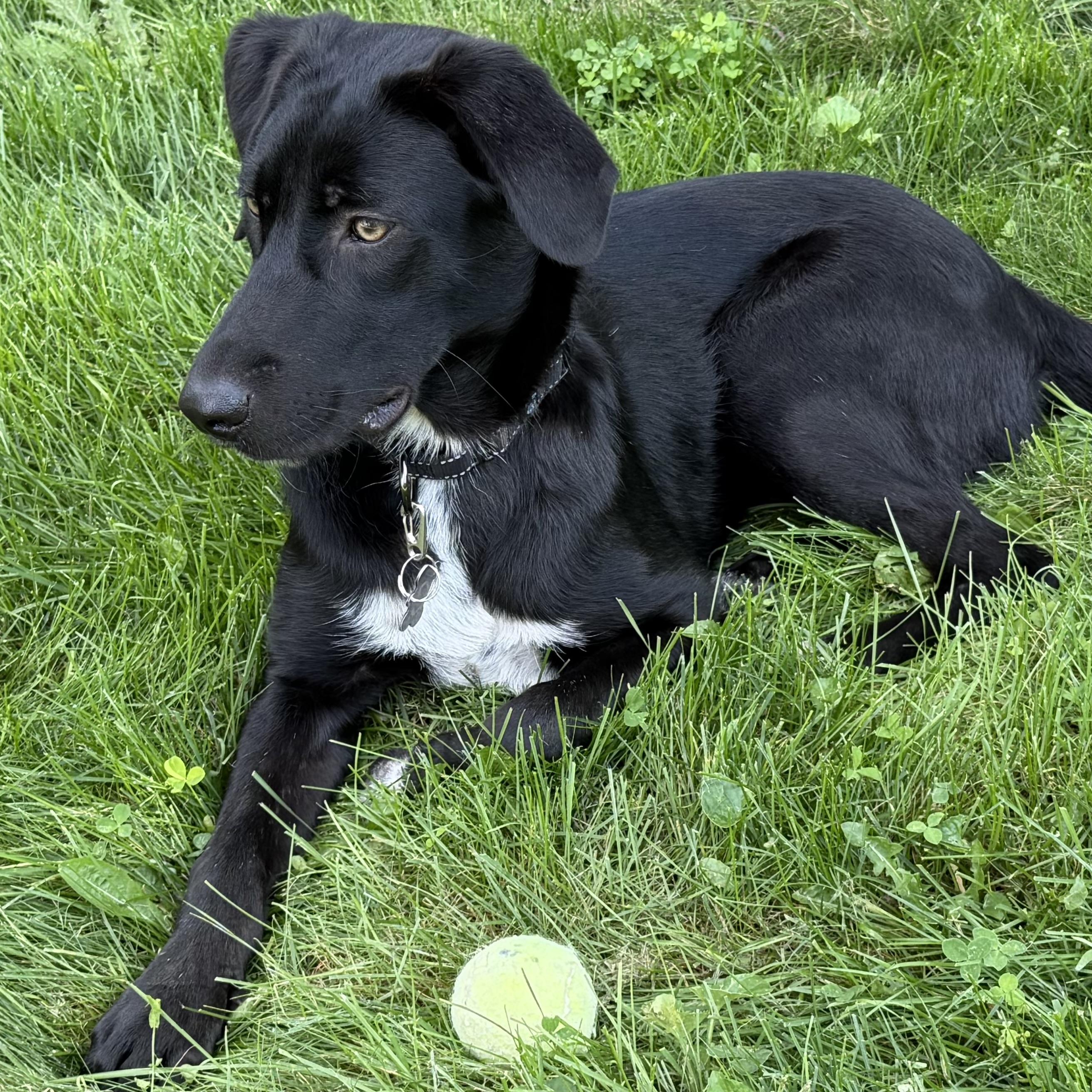 Enlarge Lulu, an adopted mixed breed in Libertyville, IL image 3/6