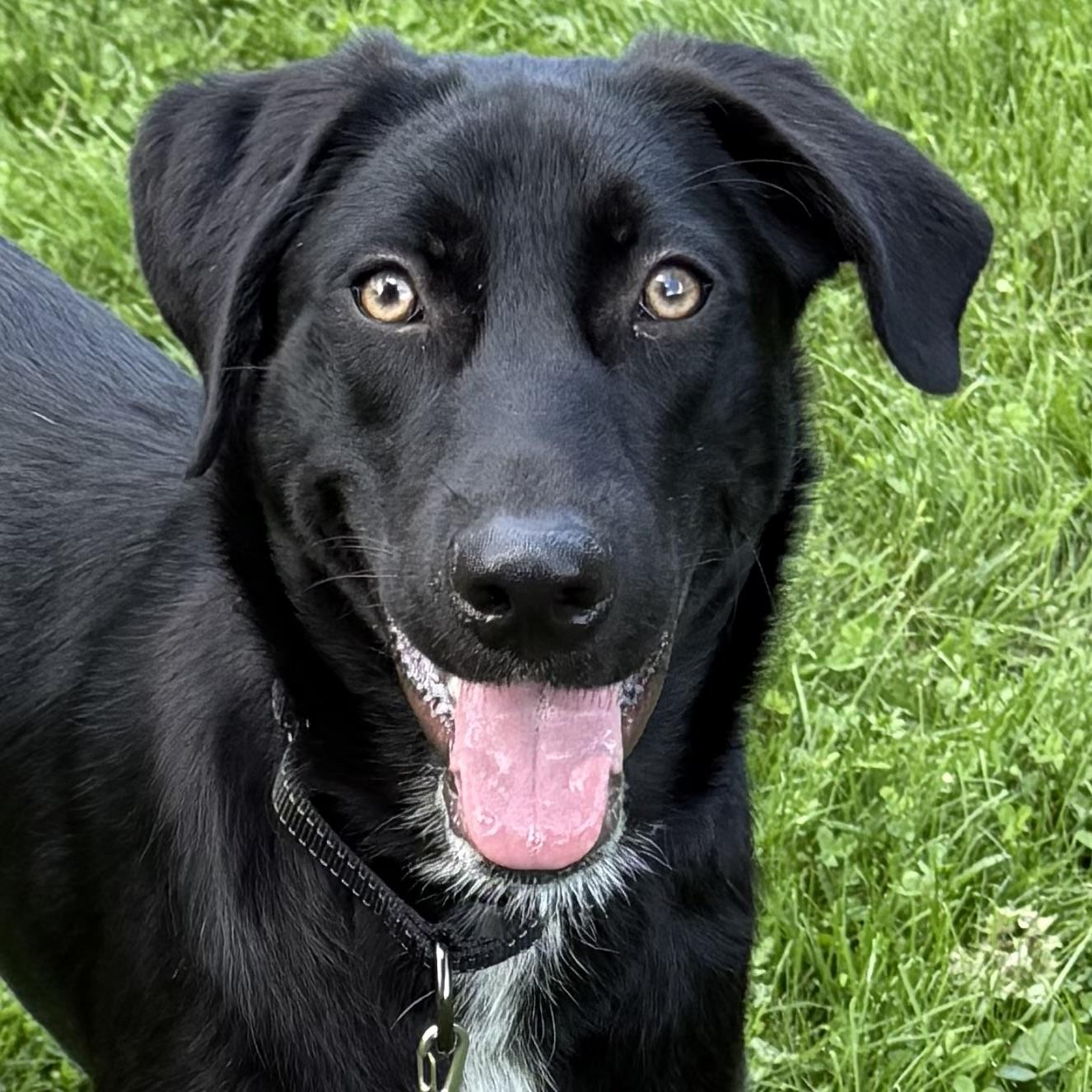 Lulu, adopted, Adult Female Black Labrador Retriever.