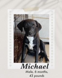 Michael, Adoptable, Young Male Labrador Retriever.