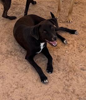 Enlarge Michael, a Adoptable mixed breed in Puerto Penasco, SON image 2/2