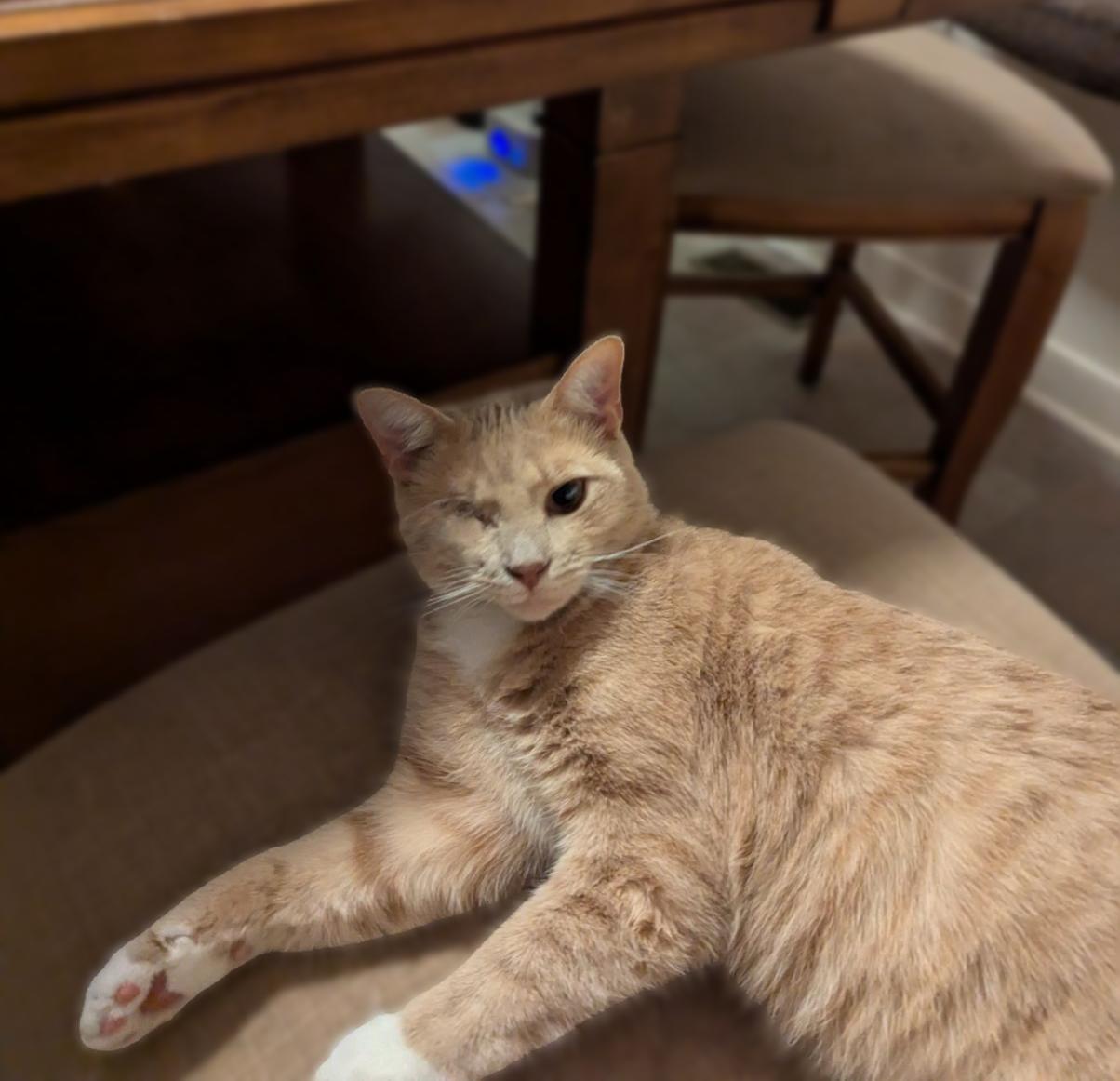 Miss Vanilla, Adoptable, Young Female Domestic Short Hair.