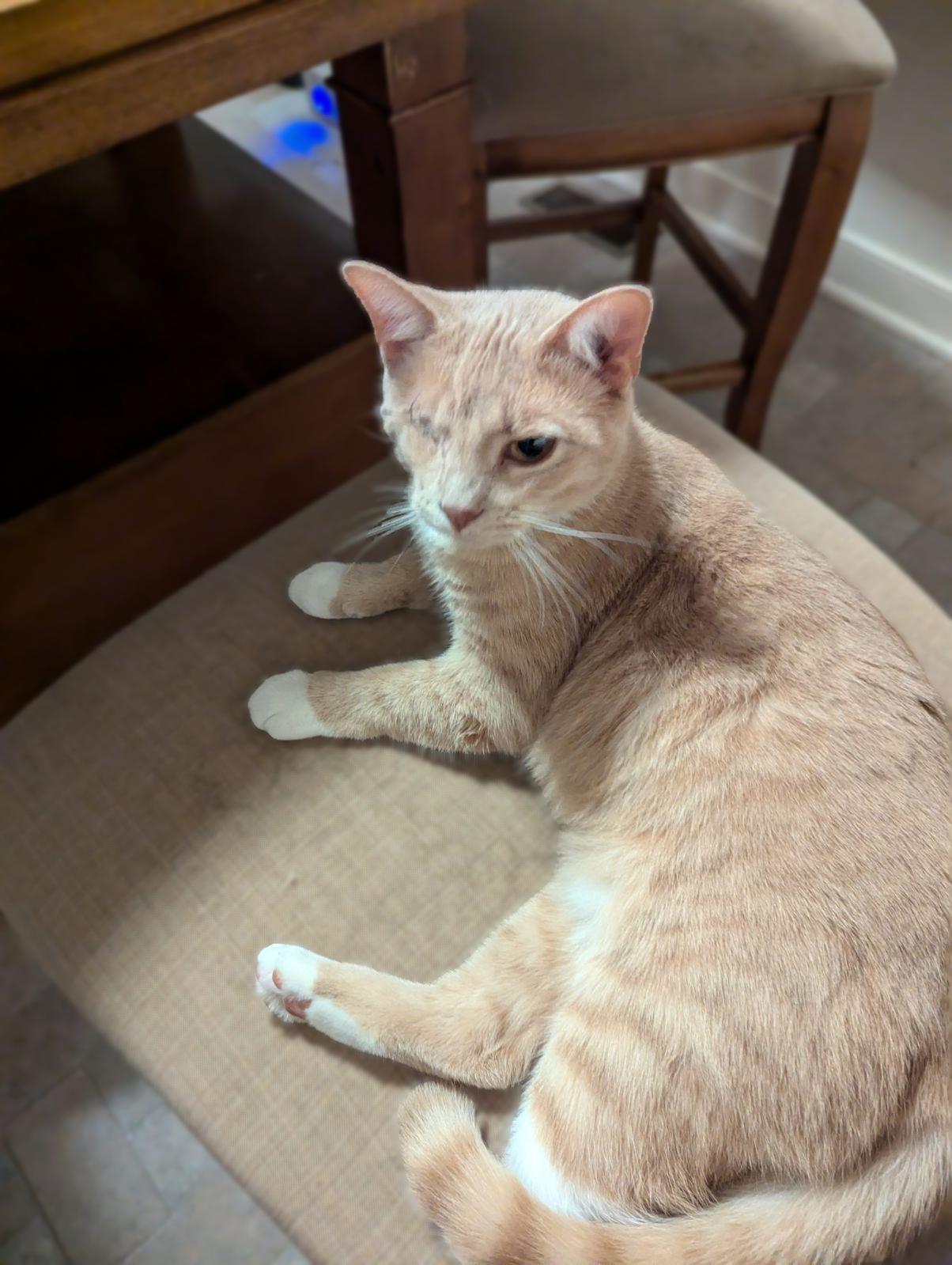 Enlarge Miss Vanilla, a Adoptable Domestic Short Hair in Aylett, VA image 2/5