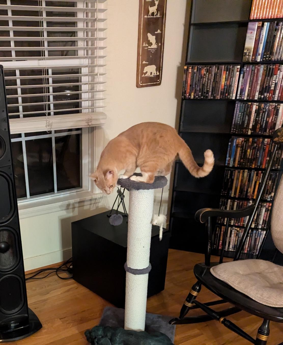 Enlarge Miss Vanilla, a Adoptable Domestic Short Hair in Aylett, VA image 3/5