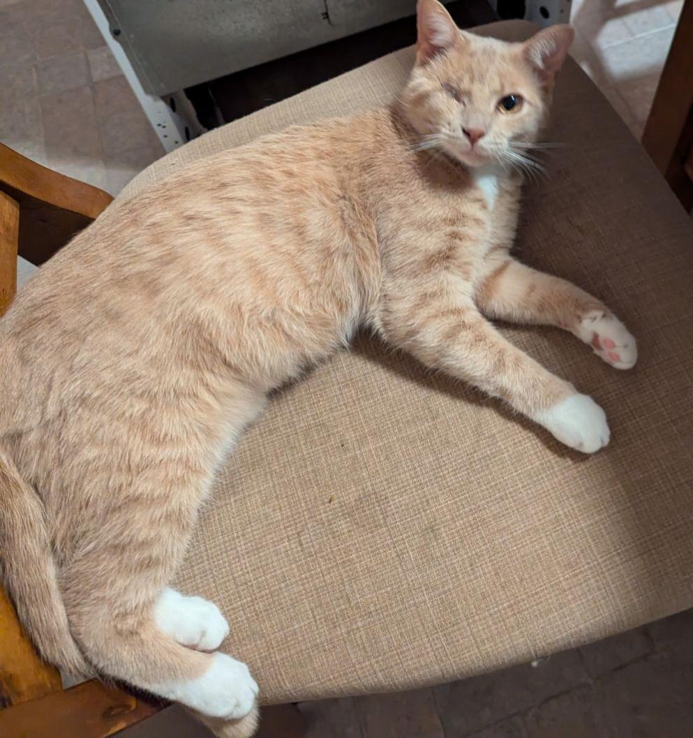 Enlarge Miss Vanilla, a Adoptable Domestic Short Hair in Aylett, VA image 4/5