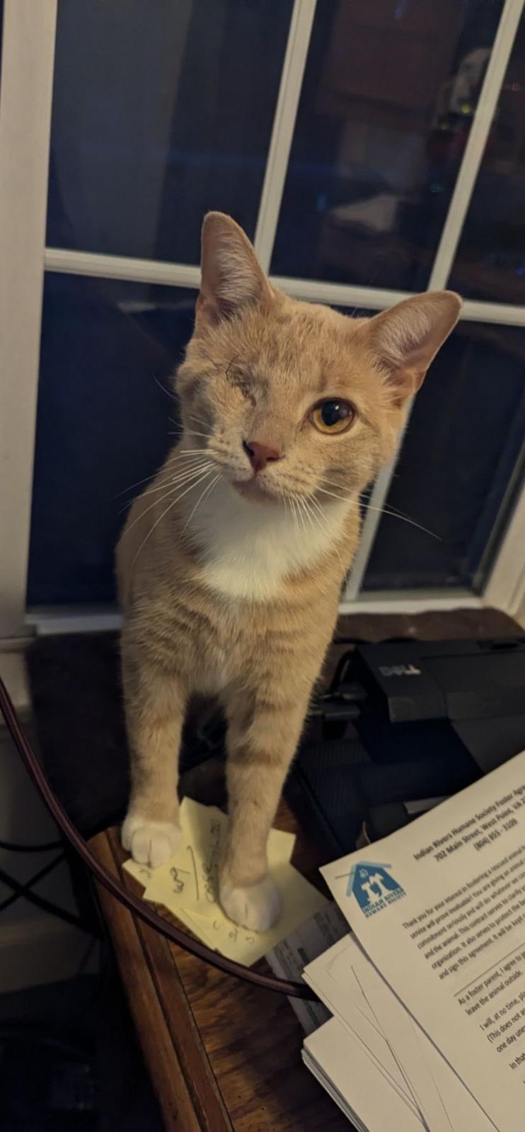 Enlarge Miss Vanilla, a Adoptable Domestic Short Hair in Aylett, VA image 5/5