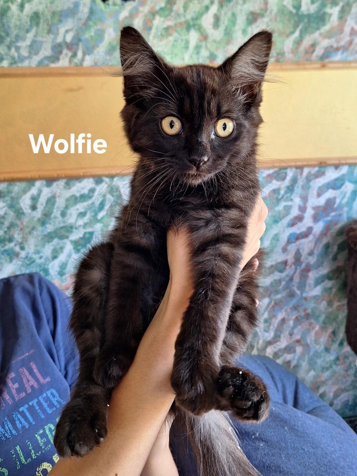 Wolfie, ADOPTABLE, Kitten Male Domestic Medium Hair.