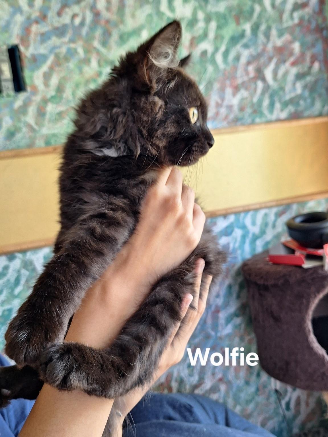 Wolfie, a ADOPTABLE Domestic Medium Hair in Chicopee, MA image 3/4