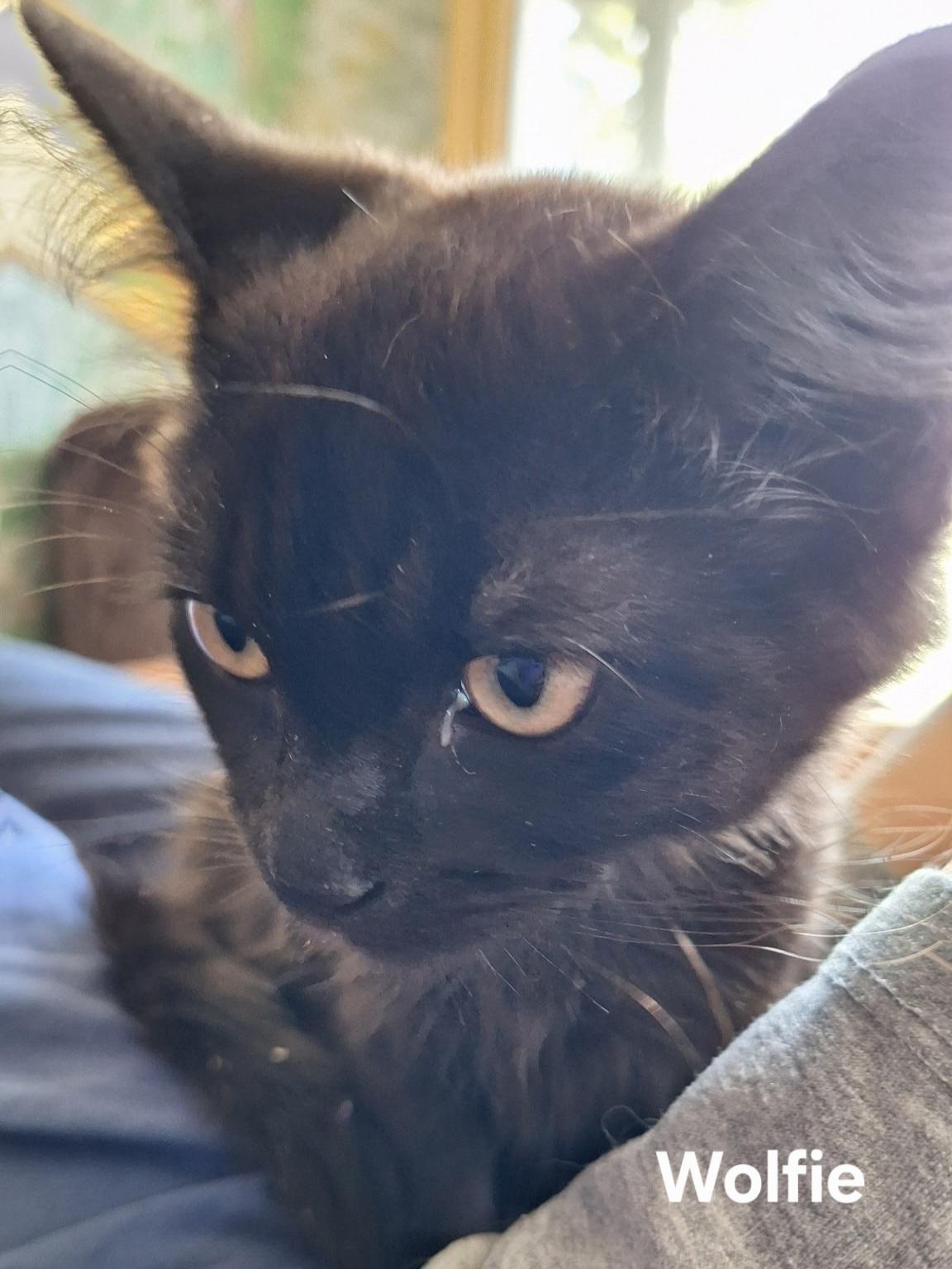 Wolfie, a ADOPTABLE Domestic Medium Hair in Chicopee, MA image 2/4