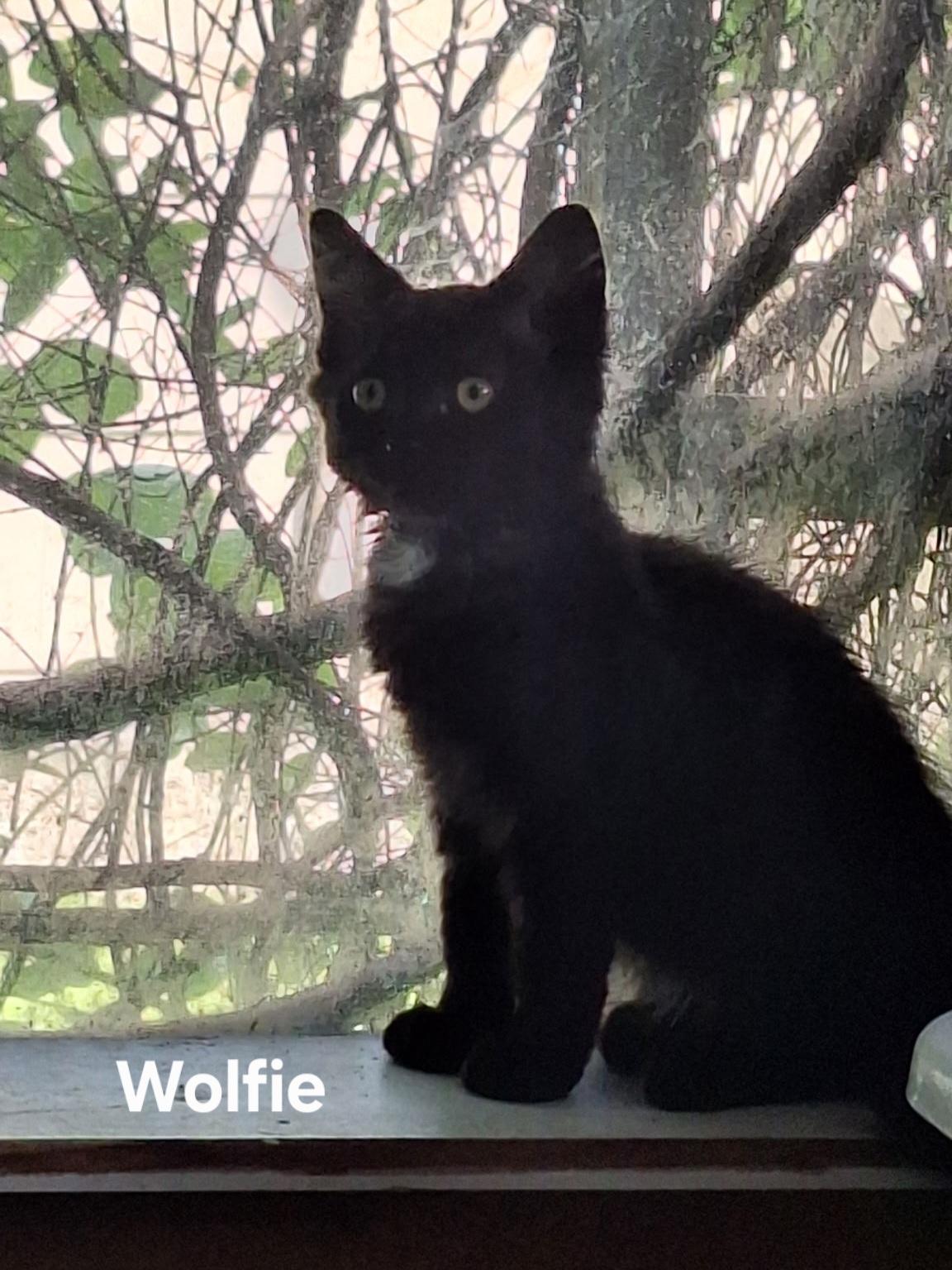 Wolfie, a ADOPTABLE Domestic Medium Hair in Chicopee, MA image 4/4