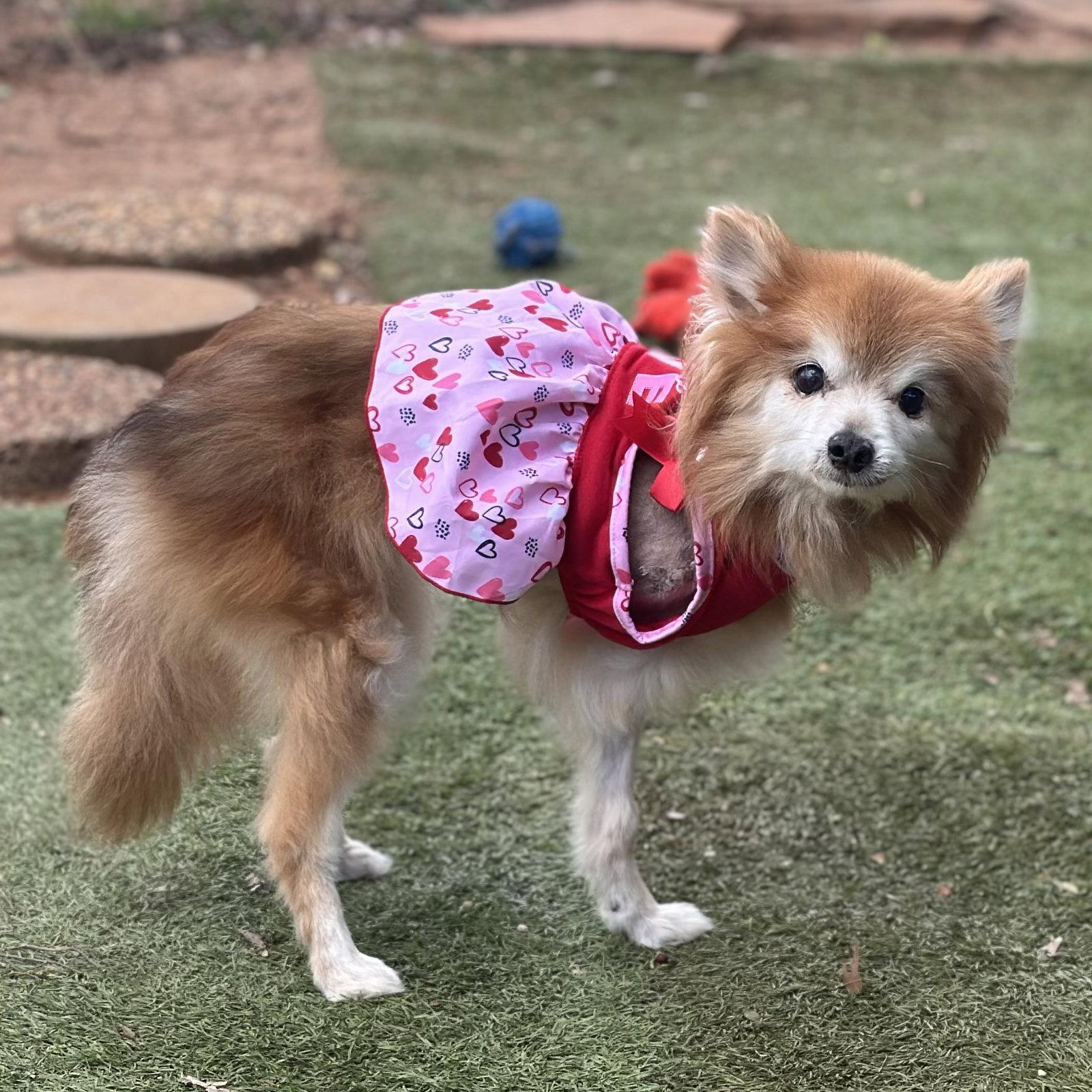 Enlarge Foxie, a Adopted Pomeranian in Garland, TX image 3/3