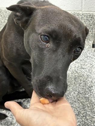 26-39 Pin Pin, Adoptable, Young Female Mixed Breed & Mixed Breed.