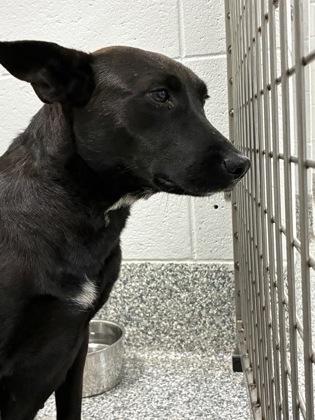 26-39 Pin Pin, a Adoptable mixed breed in Barnesville, GA image 2/3
