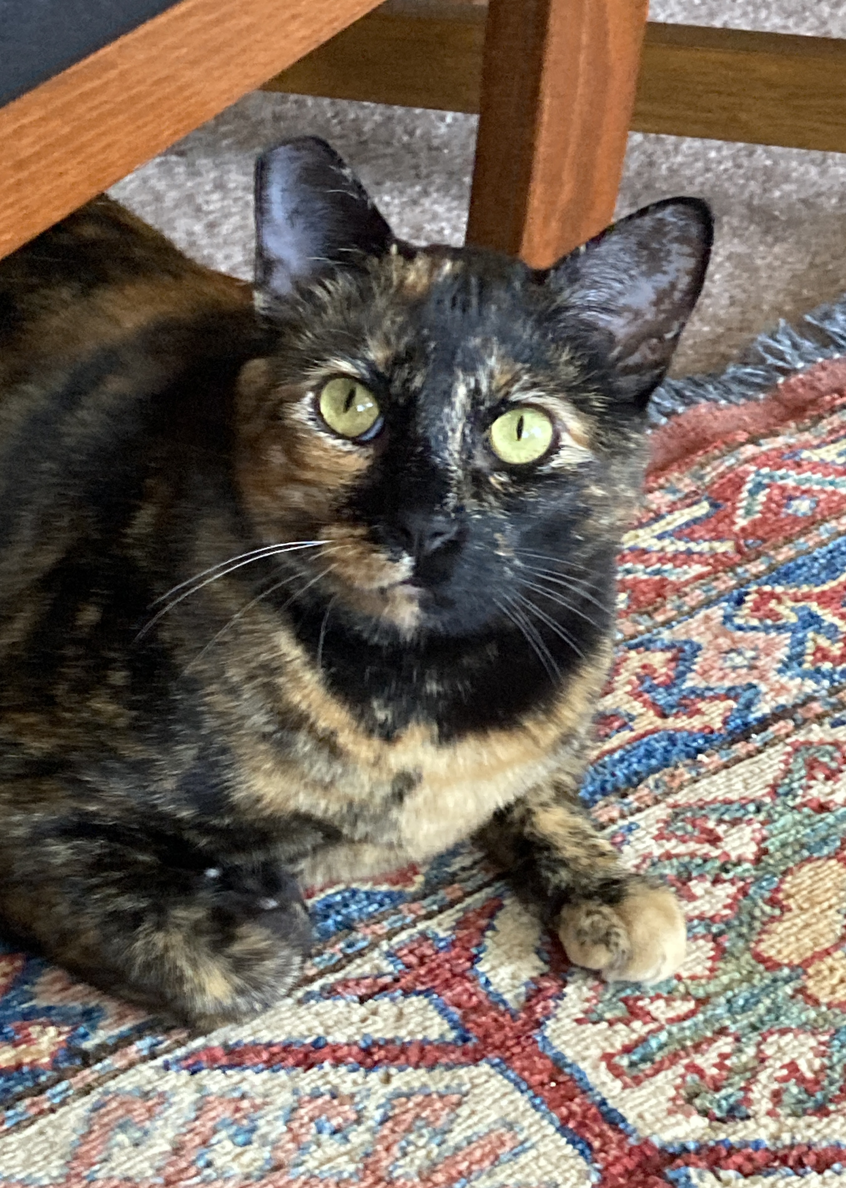 Enlarge Cookie Lou, a Adoptable Tortoiseshell in Oakland, CA image 9/9