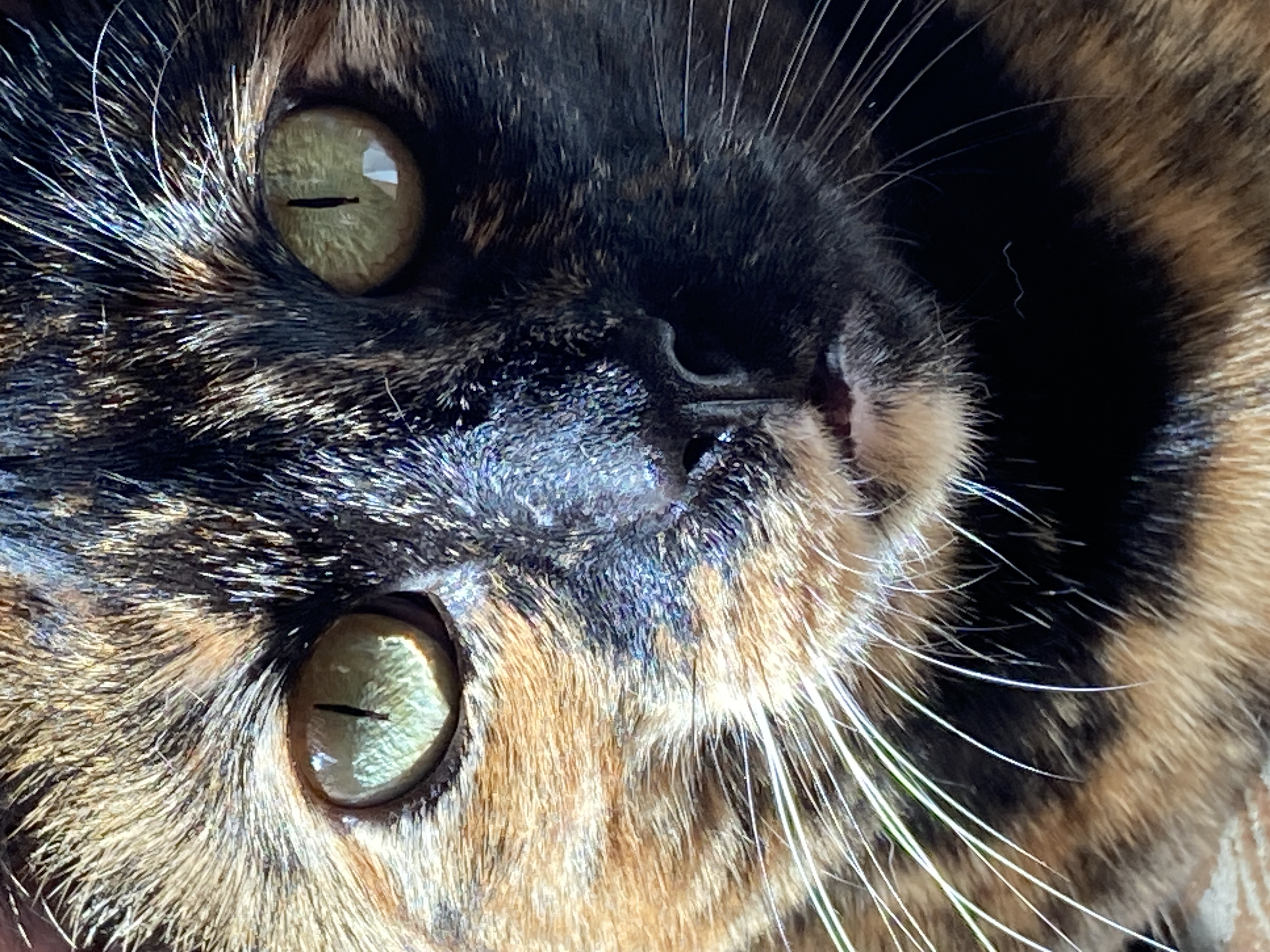 Enlarge Cookie Lou, a Adoptable Tortoiseshell in Oakland, CA image 7/9