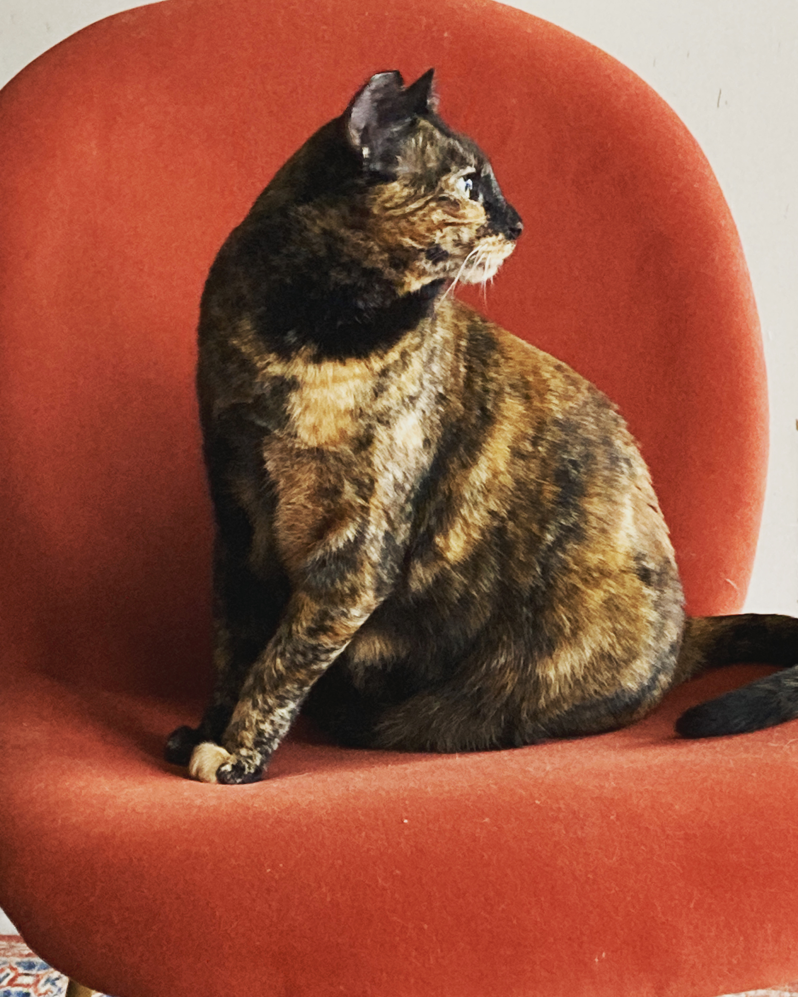 Enlarge Cookie Lou, a Adoptable Tortoiseshell in Oakland, CA image 6/9