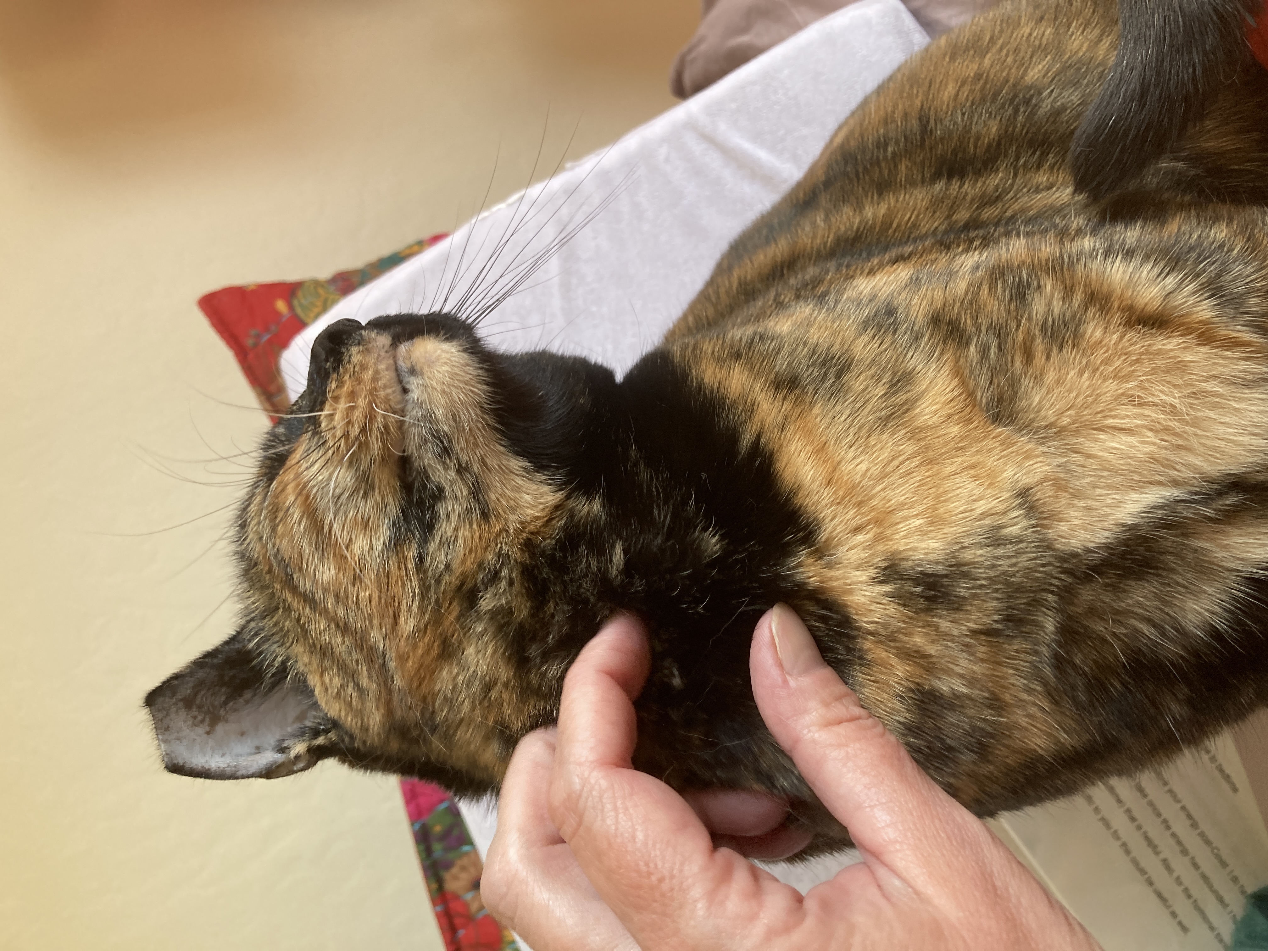 Enlarge Cookie Lou, a Adoptable Tortoiseshell in Oakland, CA image 8/9